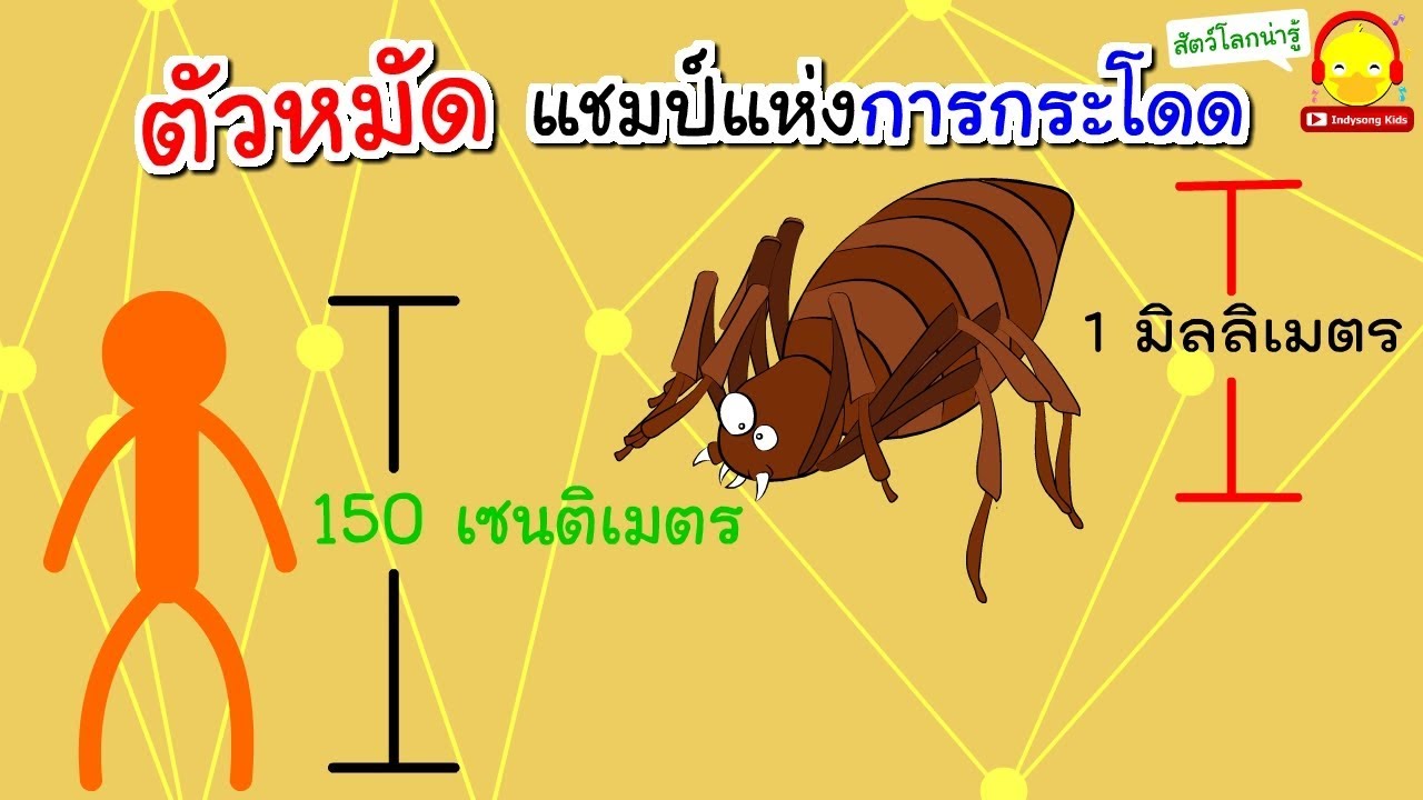 ตัวหมัด เรื่องน่าทึ่งของหมัด / สัตว์โลกน่ารู้ indysong kids