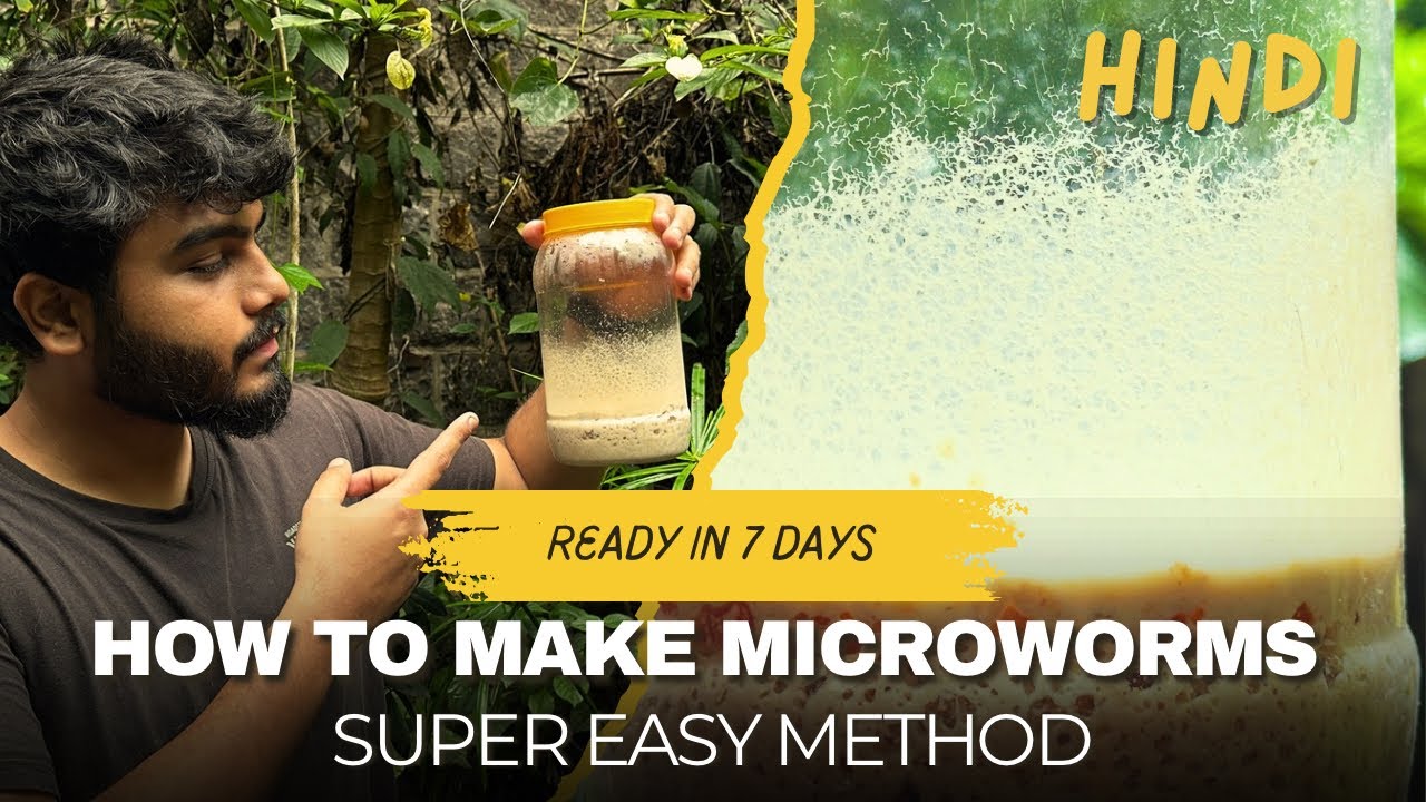 Hot to make MICROWORM CULTURE? super easy method!!! (HINDI)