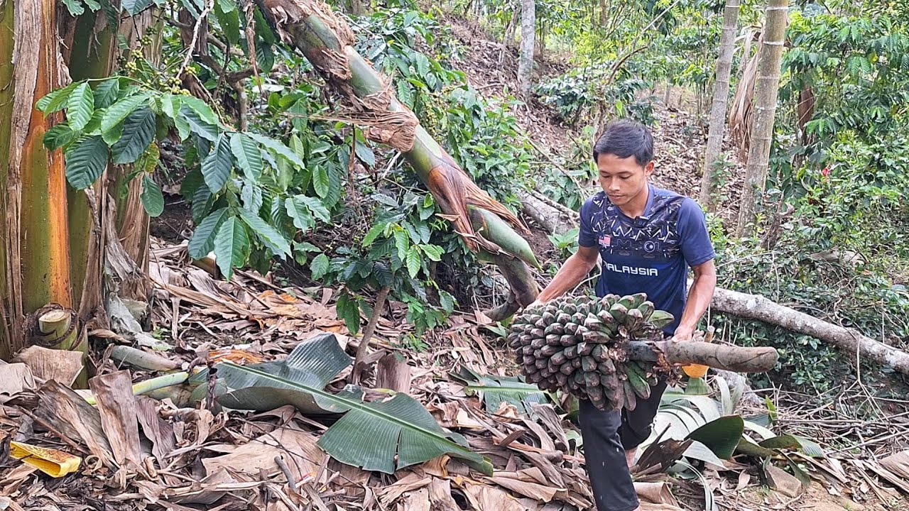 Hari Ini, Aku Tebang Pisang Sisa Monyet, Untuk Bikin Cemilan, Di Hari Lebaran