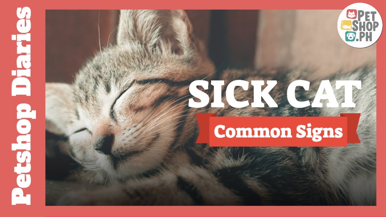 Sick Cat Symptoms | 3 Common Signs That Your Cat Is Sick | Home Remedies | Petshop.PH