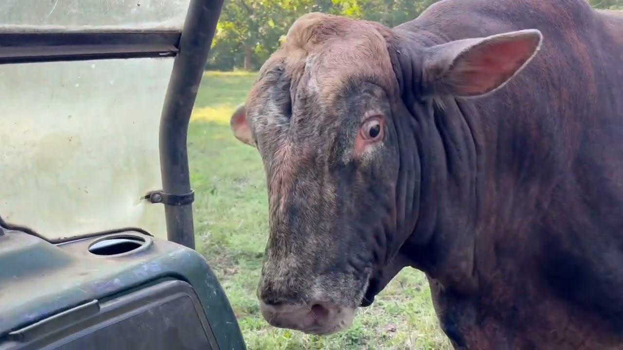 Redford isn’t a morning bull or afternoon or mid mid day #rufusthebull