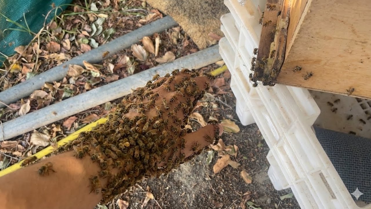 اتقرصت من خليه نحل 🐝😳!