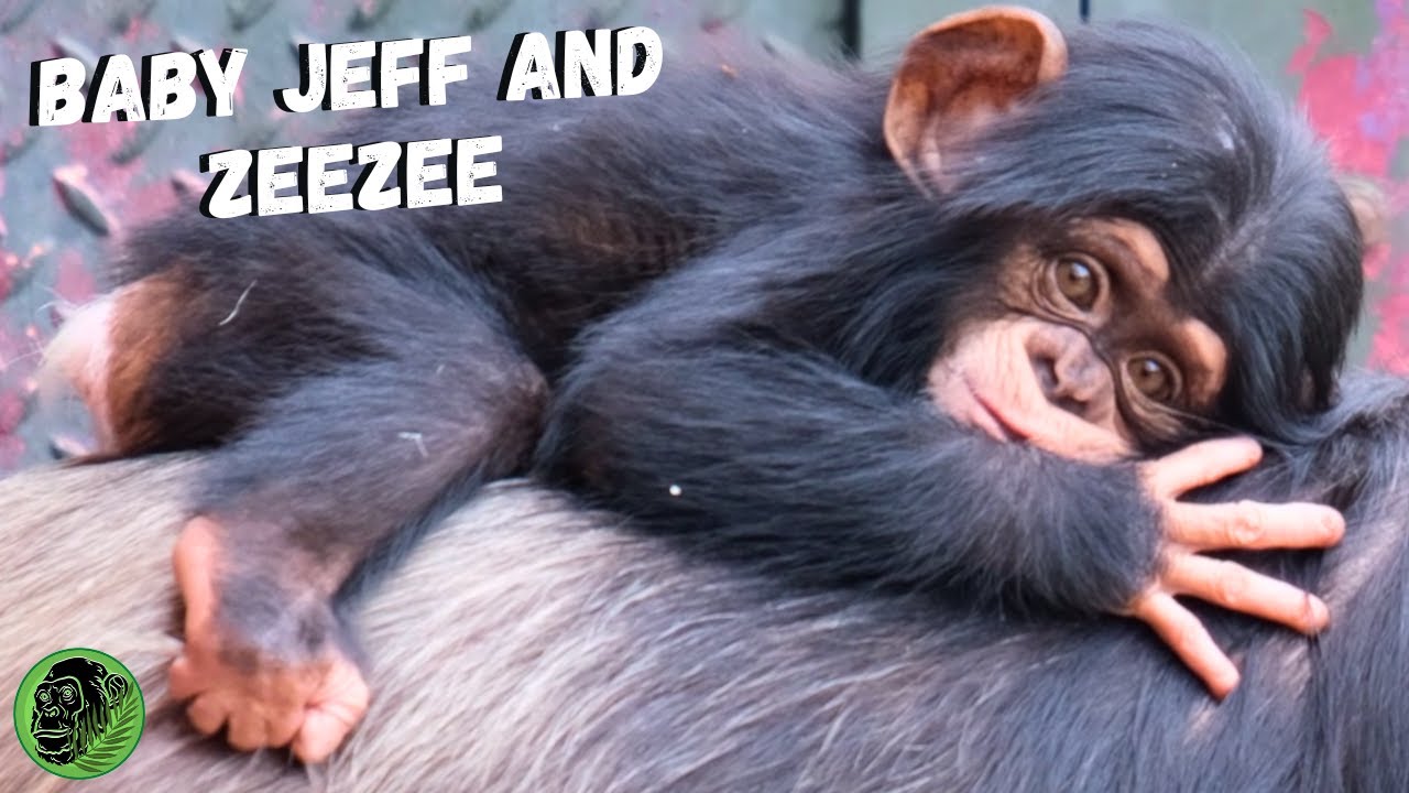 Baby Chimp With Mother