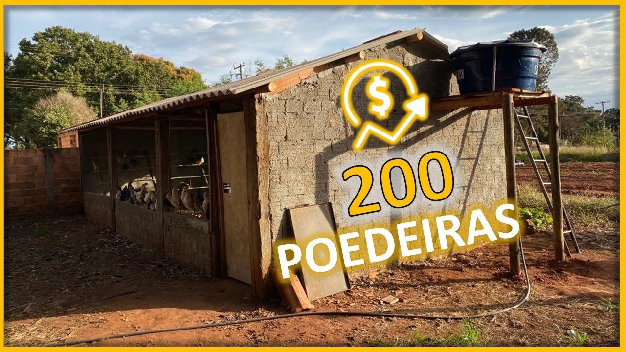 GALPÃO BAIXO CUSTO P/ 200 GALINHAS POEDEIRAS: construção e custos