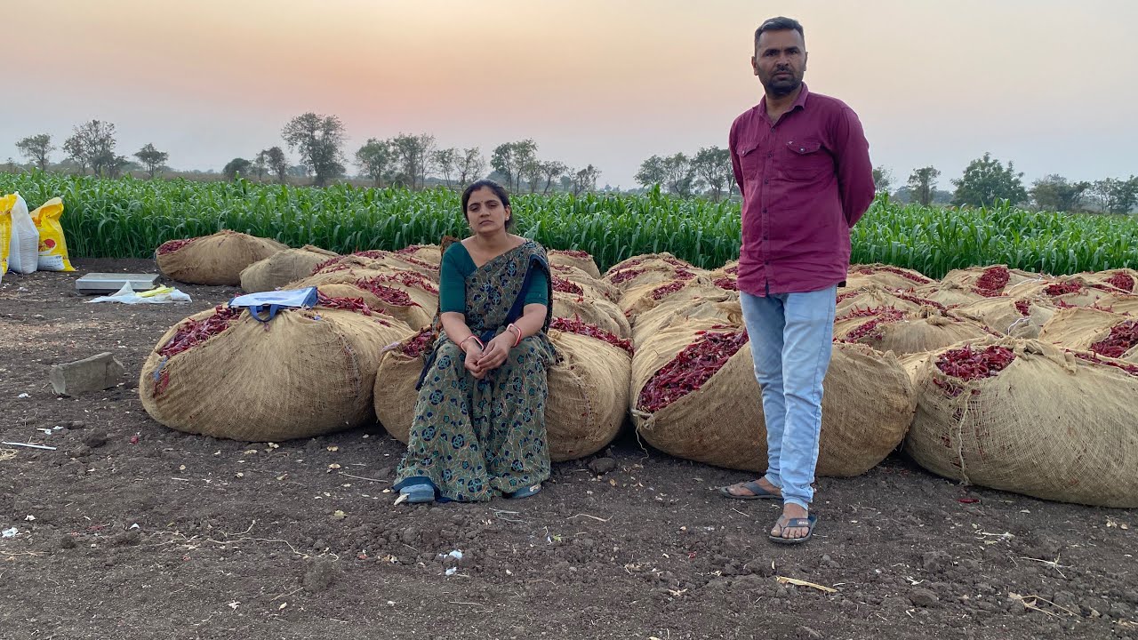 મરચા પાવડર ની તયારી હવે ચાલુ થાહે