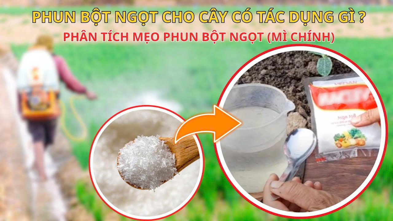 CNN| PHUN BỘT NGỌT CHO CÂY MANG LẠI TÁC DỤNG GÌ? - PHÂN TÍCH CÁC MẸO PHUN MÌ CHÍNH