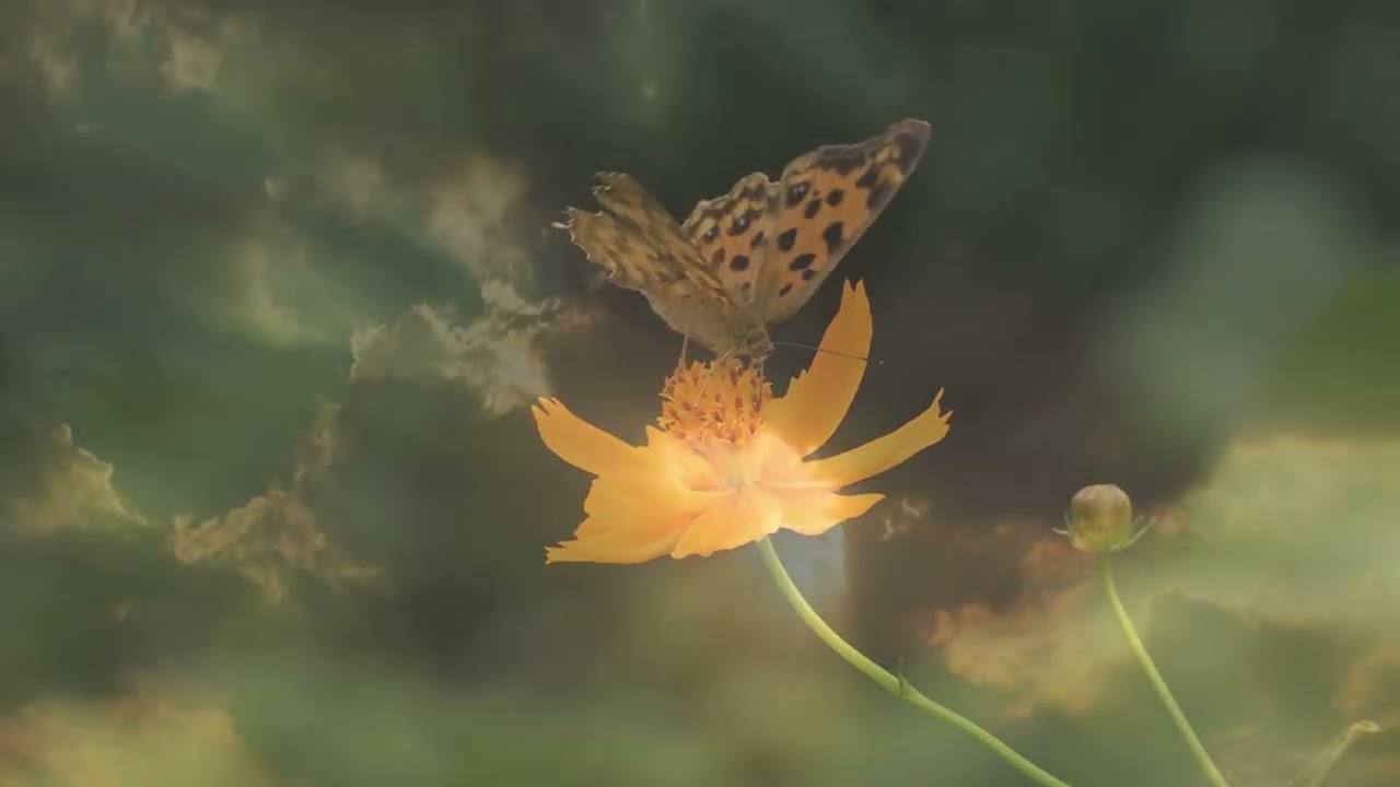 Istina tijela, vježba opuštanja i povezivanja sa tijelom