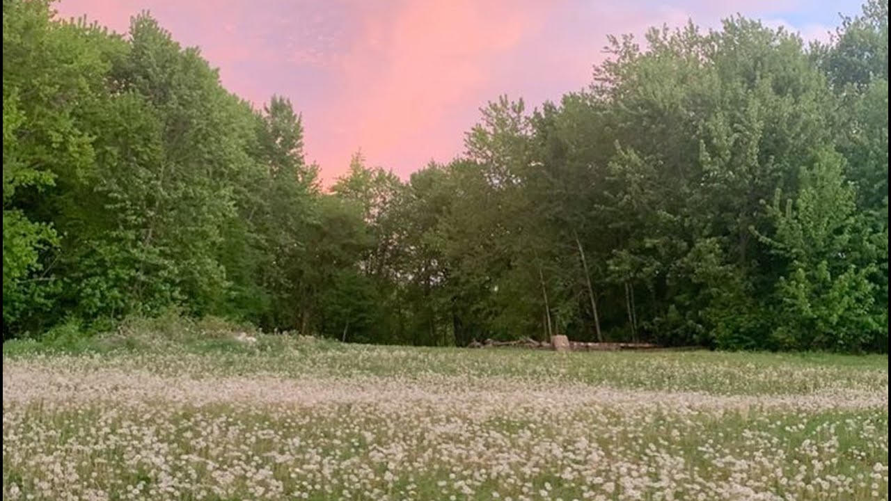 a quiet playlist for the quiet beauty of quiet days 🌿 a quiet life playlist