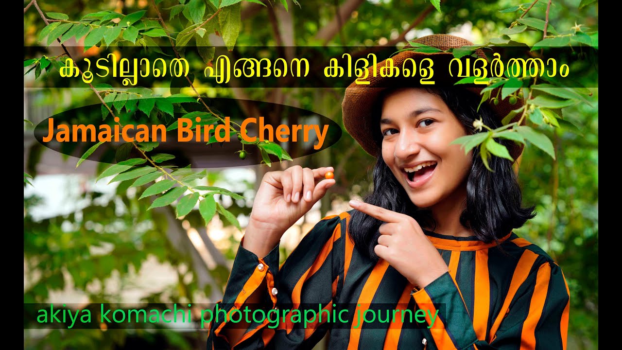 കൂടില്ലാതെ എങ്ങെനെ കിളികളെ വളർത്താം /ഒരുഗ്രൻ ഐഡിയയുമായി അകിയകോമാച്ചി/Jamaican Bird Cherry