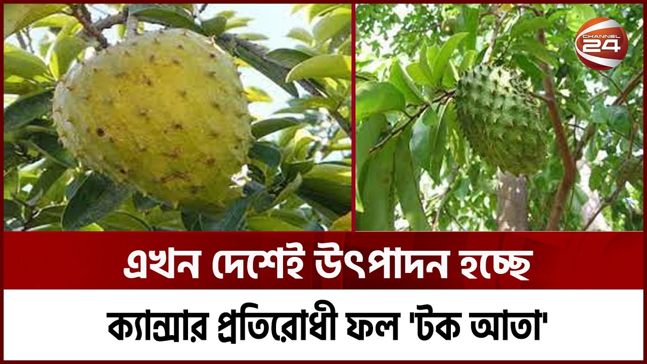 ক্যান্সার প্রতিরোধে সহায়ক 'টক আতা' চাষ হচ্ছে রাঙ্গামাটিতে | Cancer | Rangamati | Channel 24