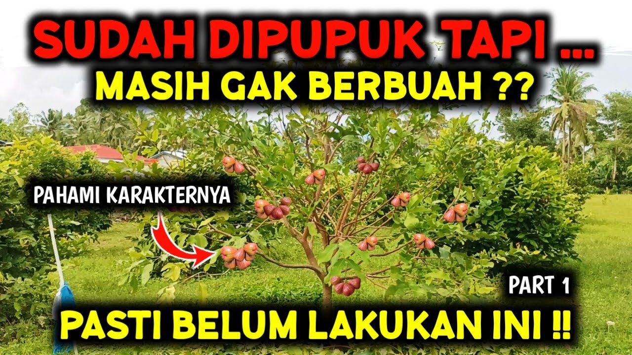 INGAT 9 HAL INI ‼️ ILMU PEMBUAHAN JAMBU AIR - PRUNING GENERATIF PART 1