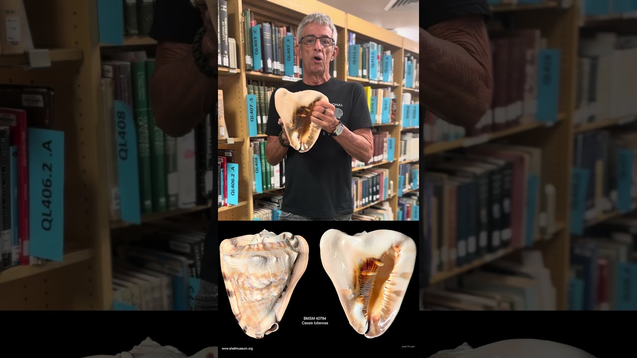 Today, learn about the King Helmet (𝘊𝘢𝘴𝘴𝘪𝘴 𝘵𝘶𝘣𝘦𝘳𝘰𝘴𝘢) with Dr. José H. Leal.