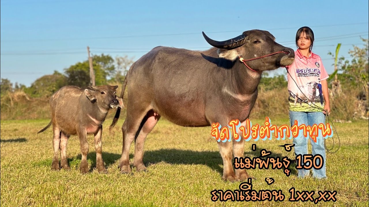 ขายขาดทุน‼️ แม่ใหญ่ๆสูง150 ซื้อ2ลุ้น3 อนาคตพ่อแม่พันธุ์ควายยักษ์ มี5รายการ ราคานี้ใครไวใครได้