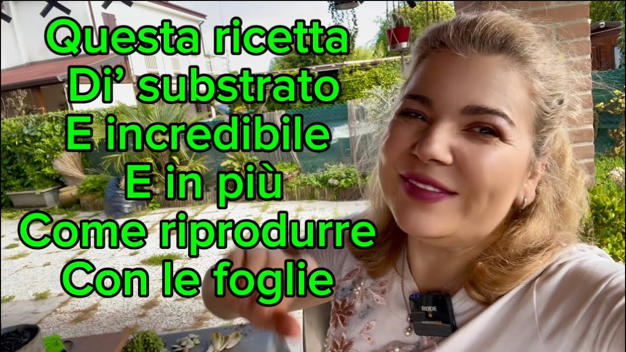 PIANTE GRASSE :tutte piantine  che voi dalle foglie 🌱e in +SUBSTRATO fatto in casa!