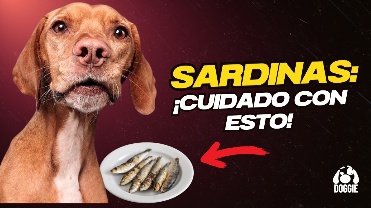 ¿Pueden los perros comer sardinas? Evita este error grave