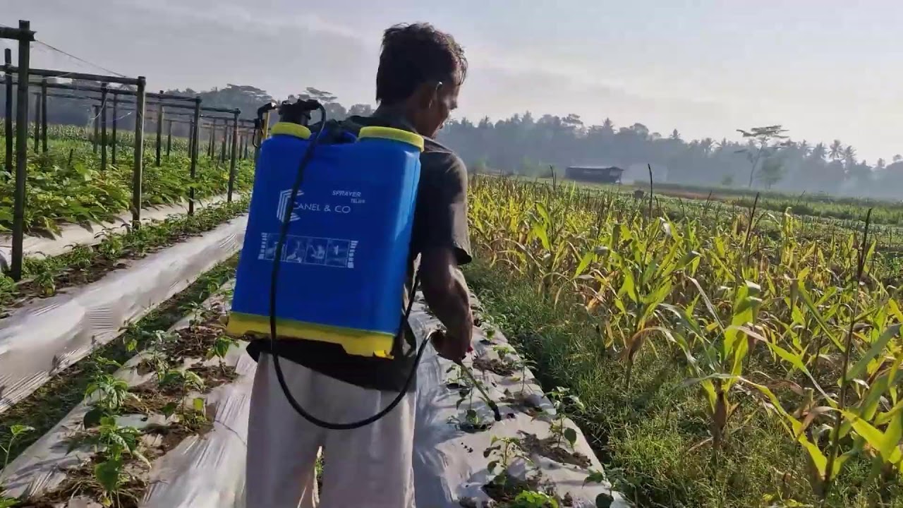 SMART FARMER PEST CONTROL PROCESS WITH ADVANCED TOOL | SATISFYING RESULTS! - Agricultural Farming