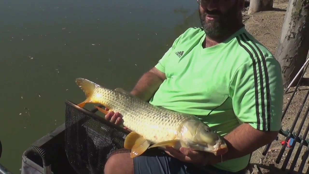 PESCA DE CARPAS EN LAGO