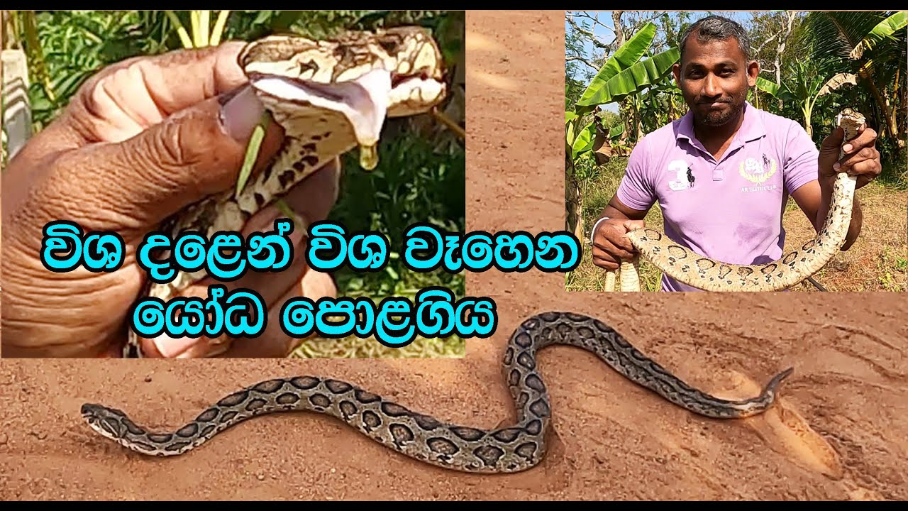 The giant Russell's Viper fell into the cultivation well