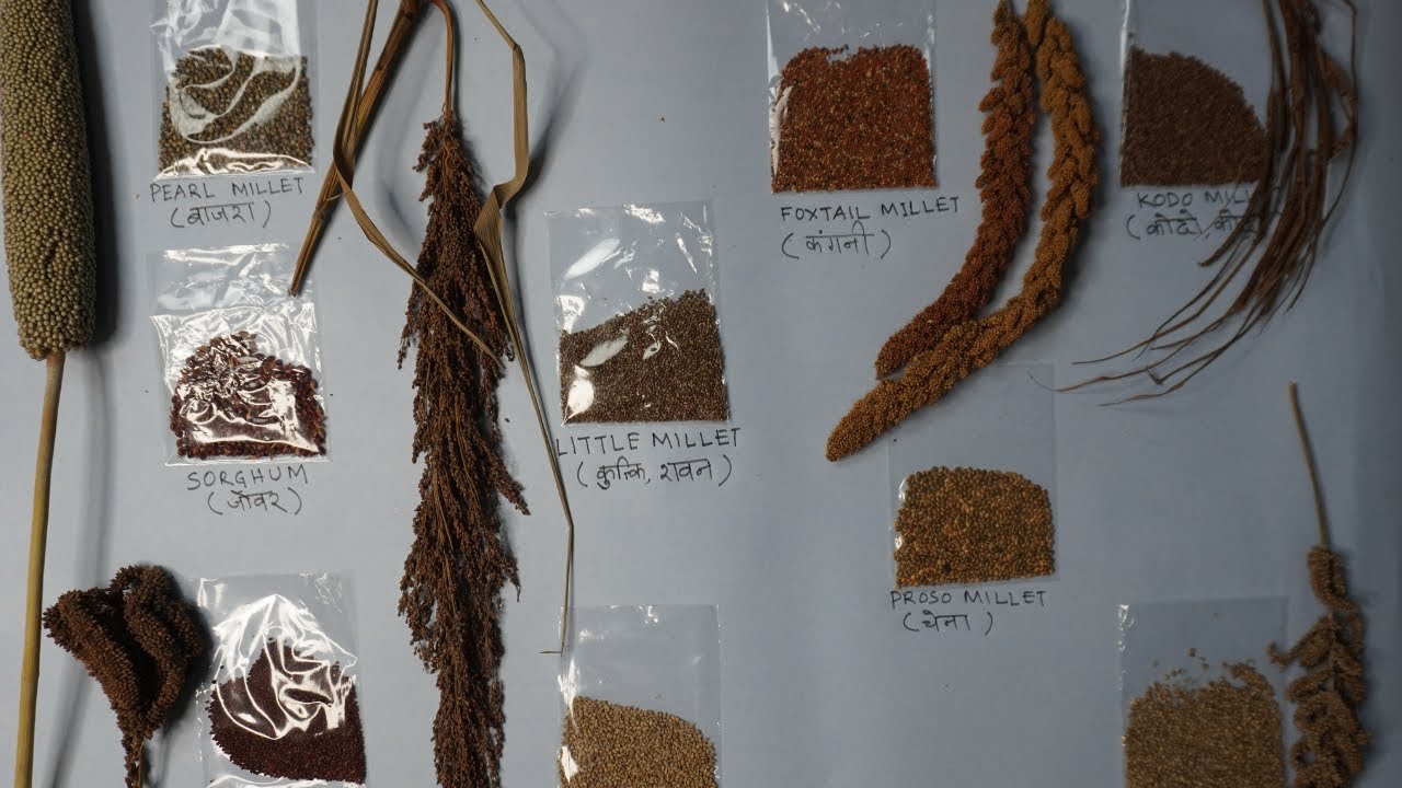 Types of Millets in Hindi for School Kids Made EASY and FUN