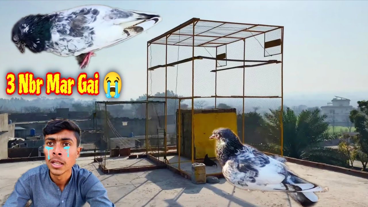 Aj Meriii 3_Nbr Champion Madi Mar Gai😭  Asi Madi Nhi Milni Dubara💔