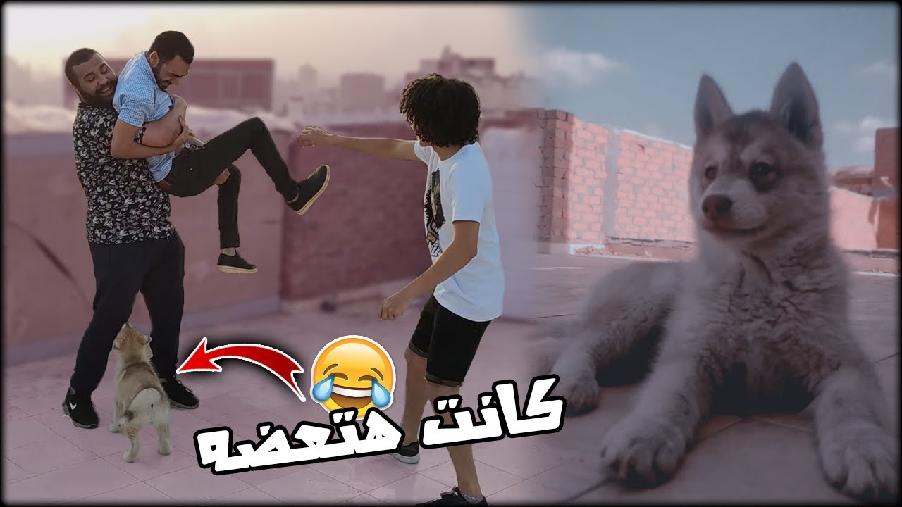 اخيراً اشتريت كلبه هاسكي 😱🔥
