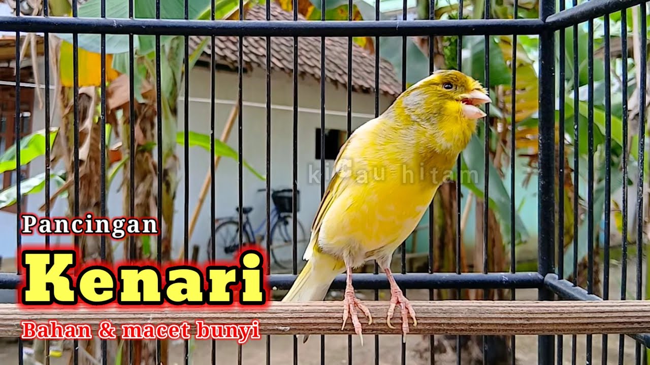 Kenari gacor cocok pancing burung bahan & macet bunyi