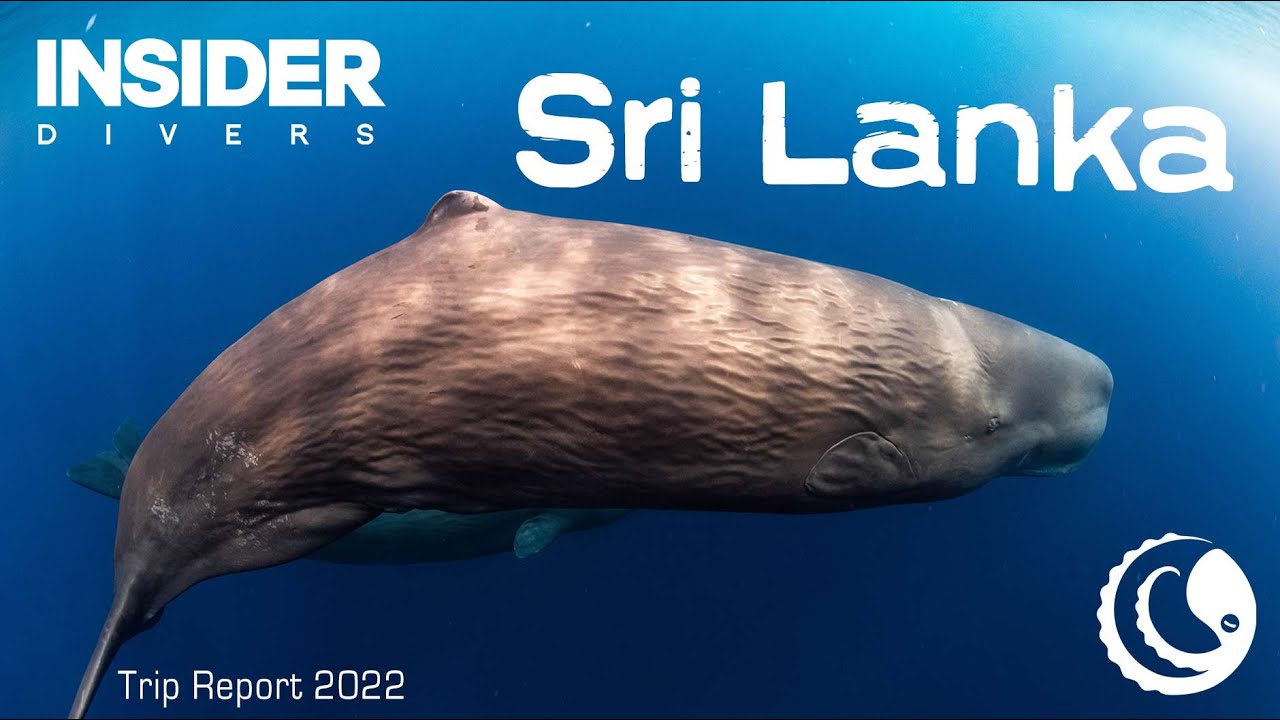 Sri Lanka Whales - 2022