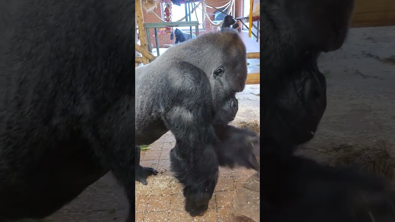 Gorilla Fracas