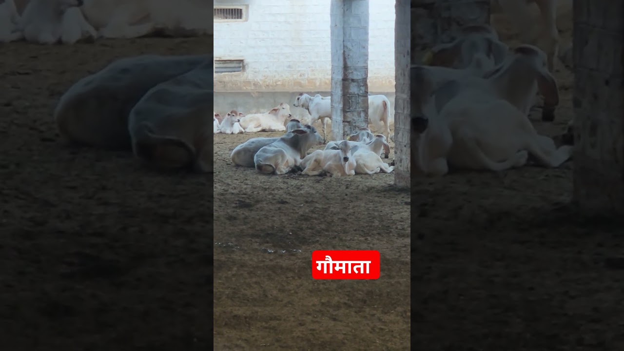 #animals #gaukatha #cow #gaay #love #gausevakachamatkar #gaushala #animallover #gauseva #farming