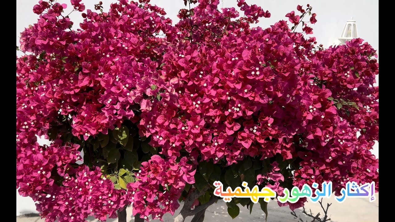 ‏طريقة إكثار الزهور الجهنمية /How to propagate bougainvillea flowers