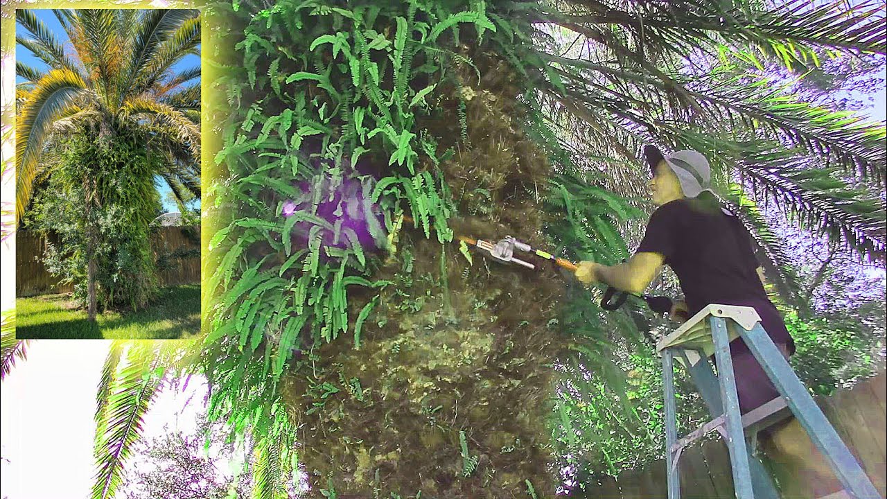 Shabby Date Palm gets a Makeover! Satisfying clean up.