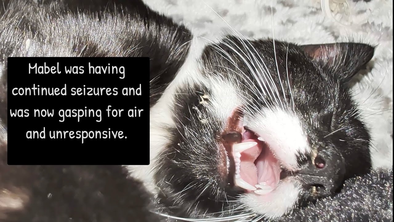 A 911 Emergency For Our Rescue Kitten. The Little Miracles That Saved Mabel's Life. 