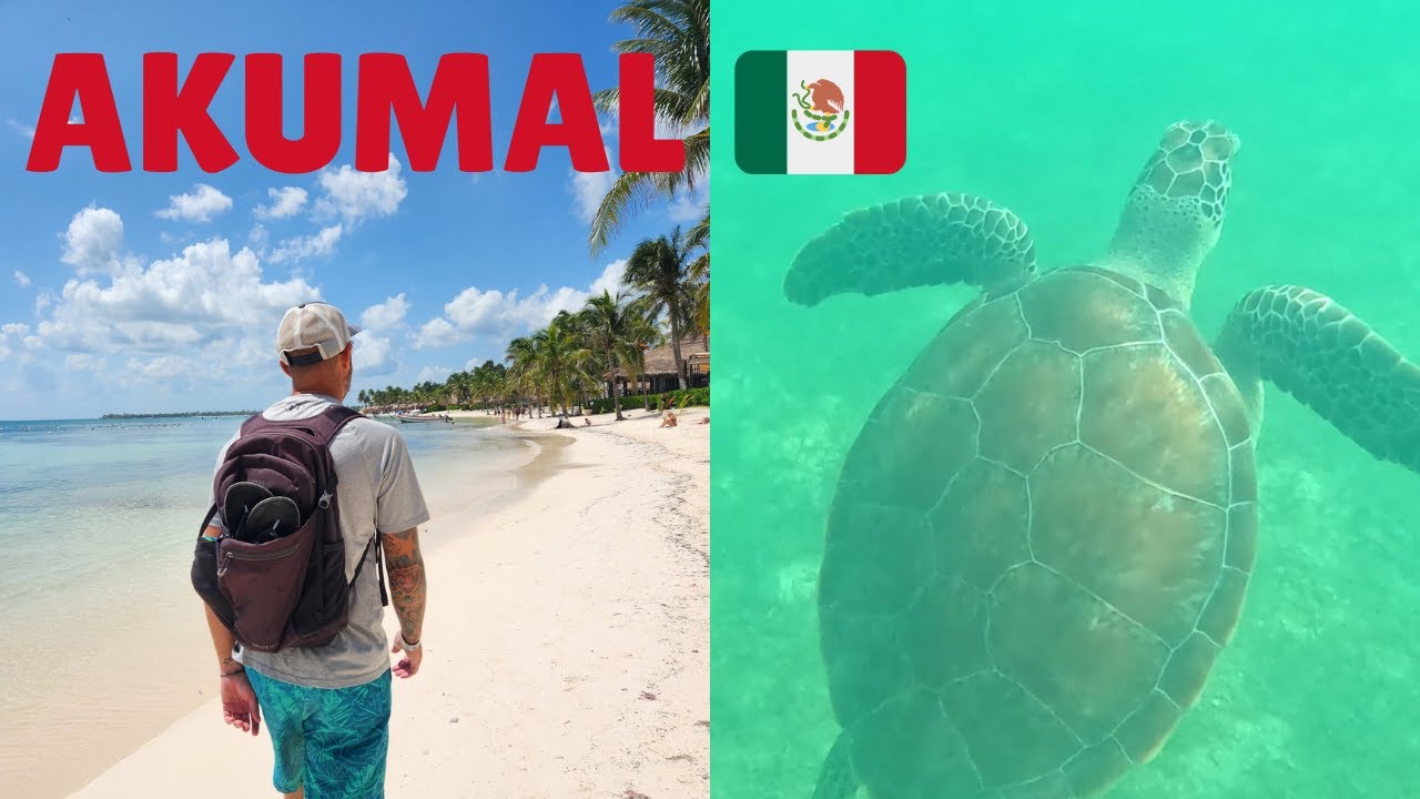 Swim with Sea Turtles | Akumal, Mexico 🇲🇽