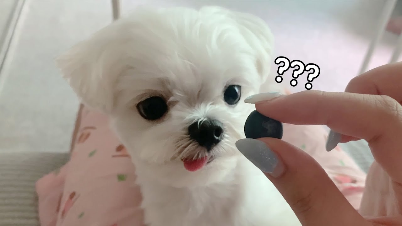 보리 코 떼먹자