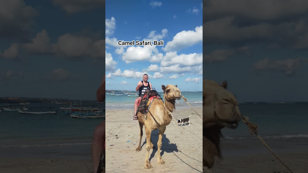 Enjoy Camel Safari in Bali. Booking +628123650012