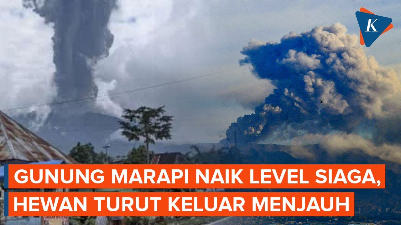 Tanda-tanda Gunung Marapi Sudah Berbahaya, Hewan Keluar Menjauh