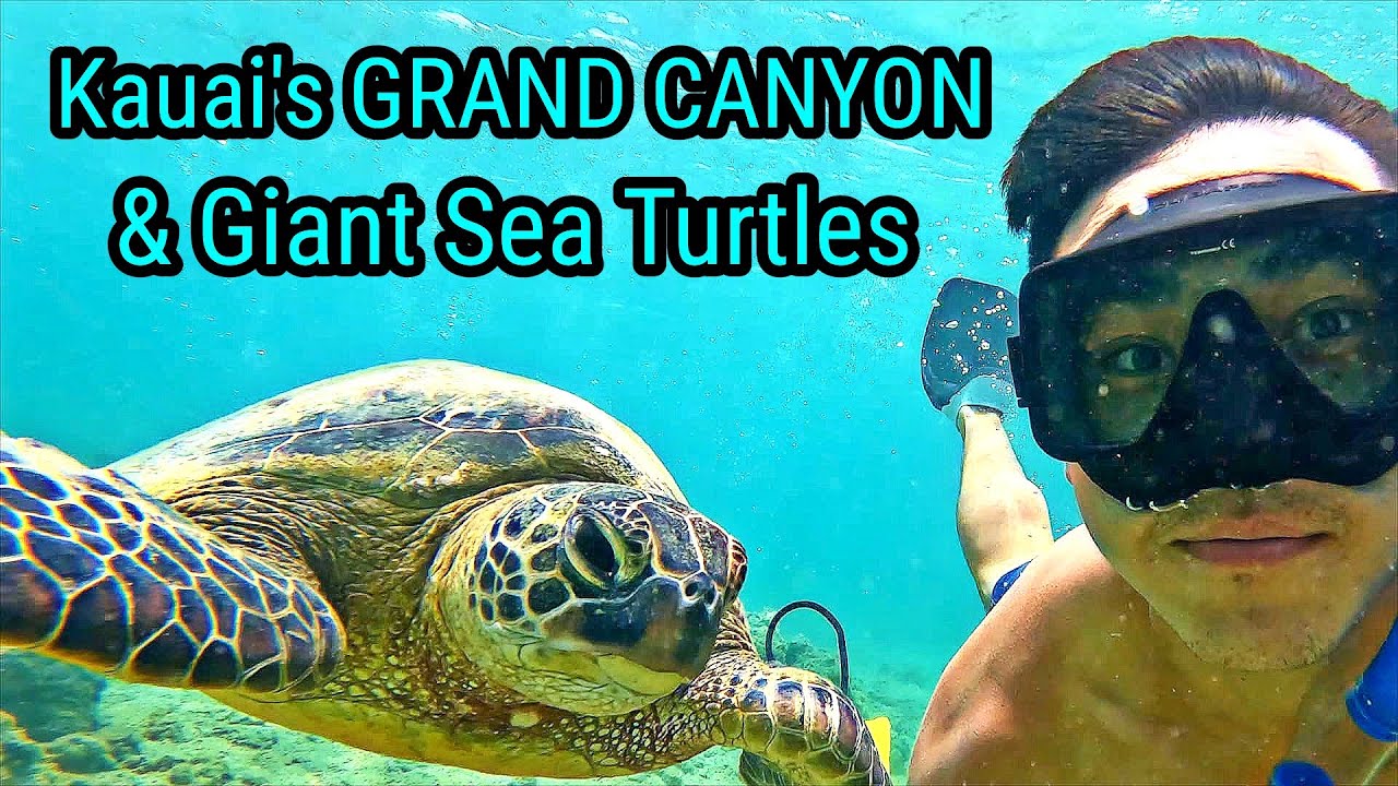 Kauai's Grand Canyon & Sea Turtle Beach!🏜🐢🏝