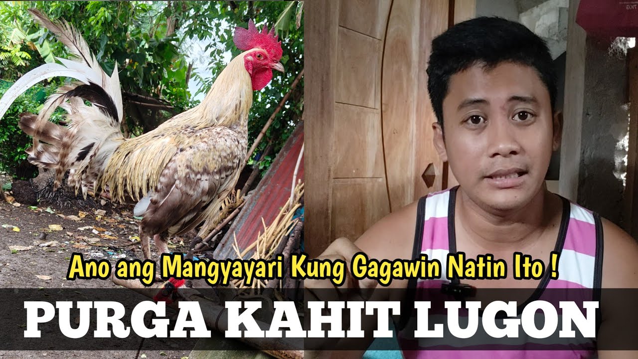 Anong Mangyayari Kung Pupurgahin mo Habang Naglulugon ang Manok | Linyada ng Mamay