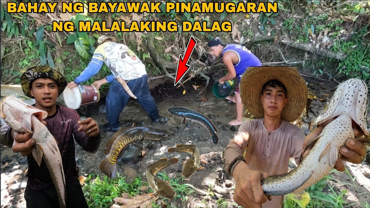 MGA MAMAW NA DALAG NAHULI SA PINAGBAHAYAN NG BAYAWAK JACKPOT SA TATABA