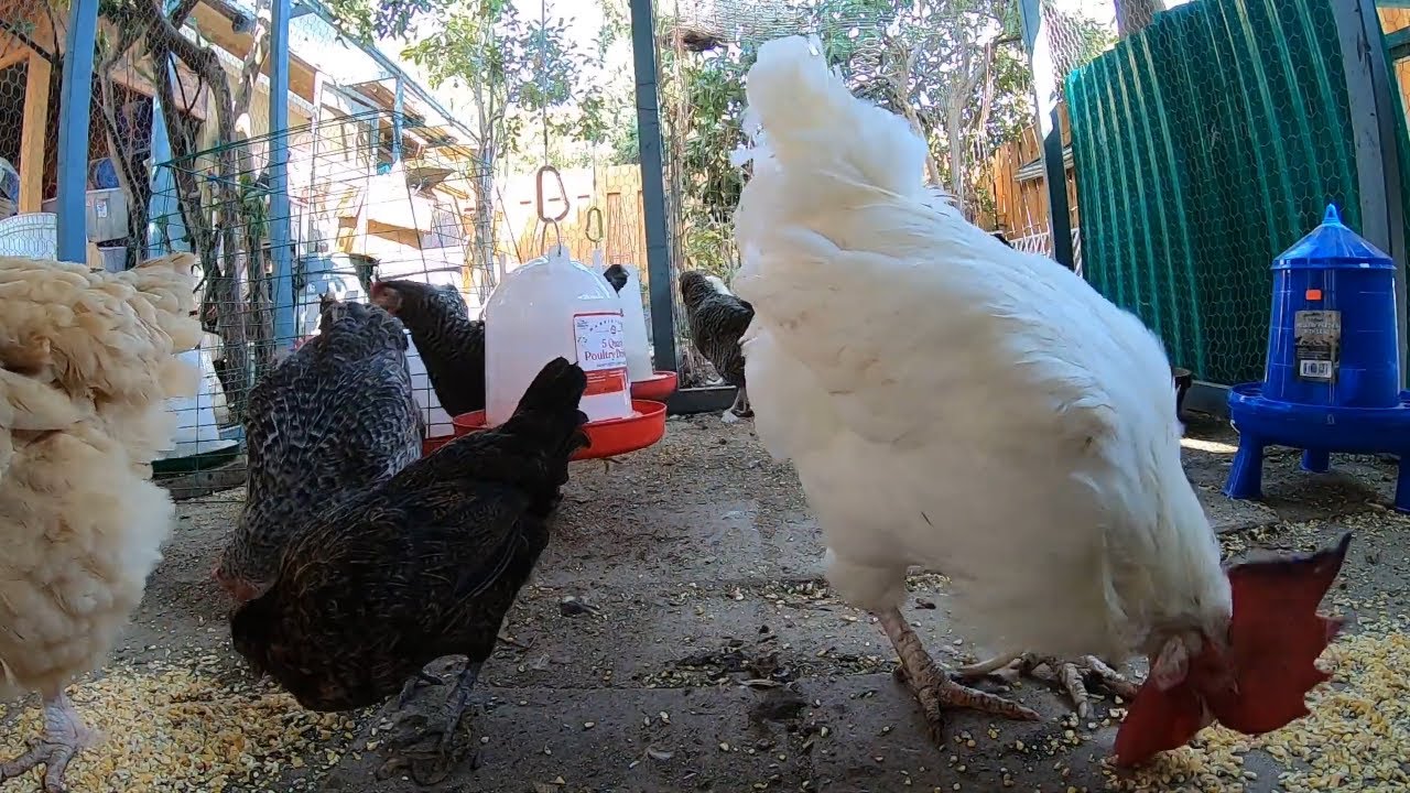 Chickens Eating Chicken Scratch In The Morning! Backyard Chickens Relaxing Roosters Hens!