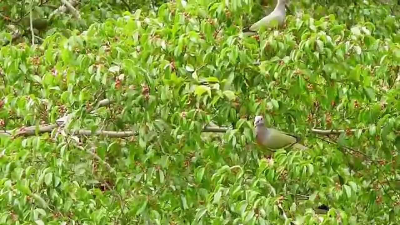 Treron vernans feeding on Figs (09Nov2014a)