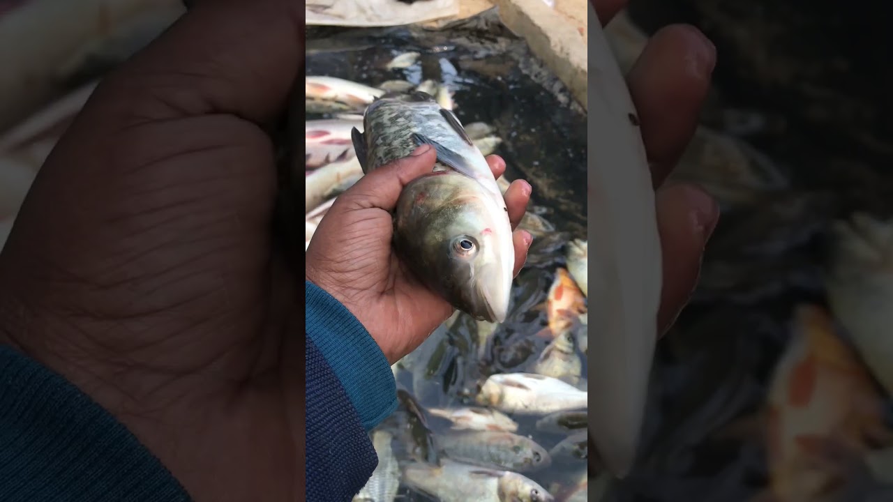 👉"This is the best freshwater fish, which has a very good taste." 😋😋🐠