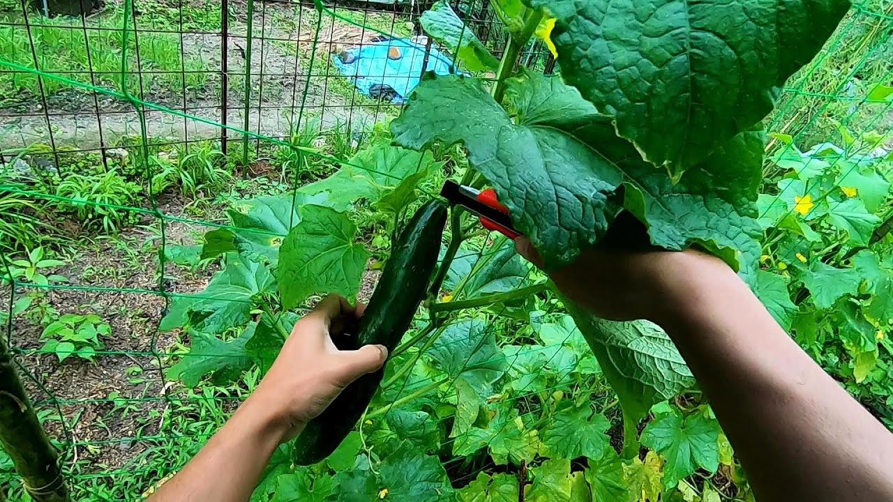 降り続く雨と夏野菜収穫とピリ辛キュウリ作りとヒヨコなど