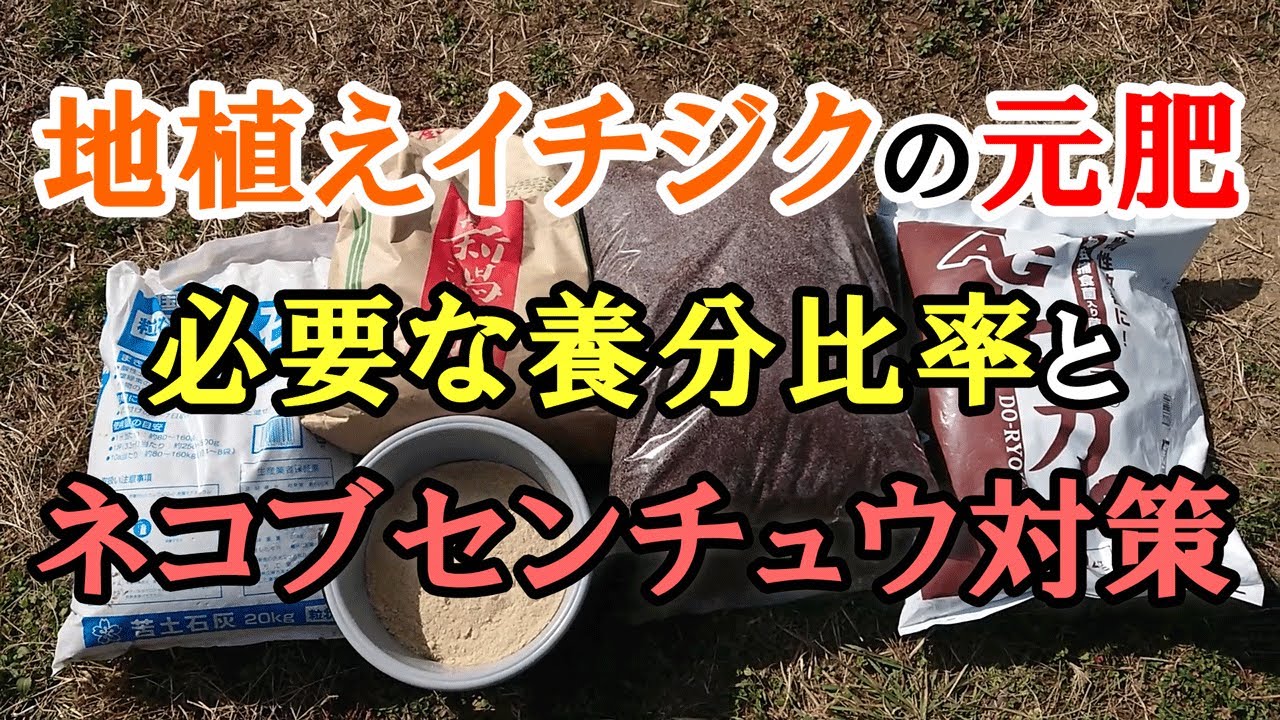 地植えイチジクの土作り　イチジクに必要な養分比率とネコブセンチュウ対策