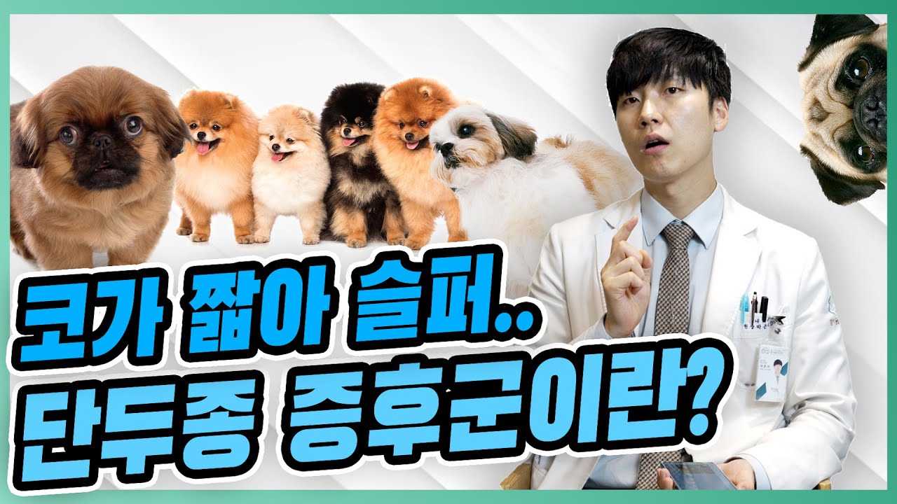 단두종 증후군이란?! [우리동네수의사]