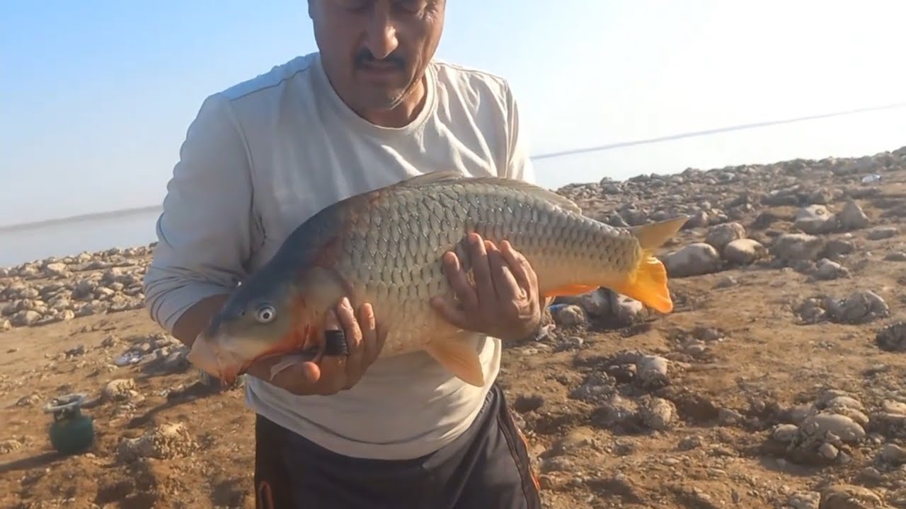 صيد سمك الكارب في سد الموصل