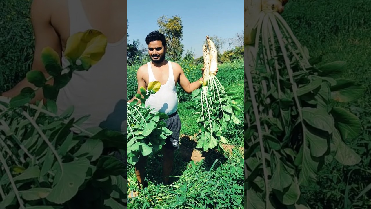 HARVESTING ORGANIC VEGETABLE RADISH #harvesting #vegetables #organic #radish