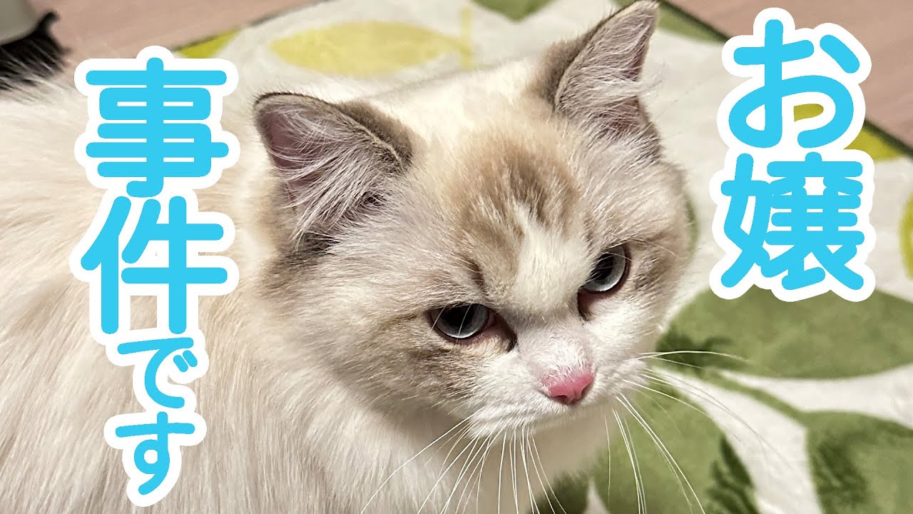 【油断1秒】お嬢に事件です【飼い主猛省】