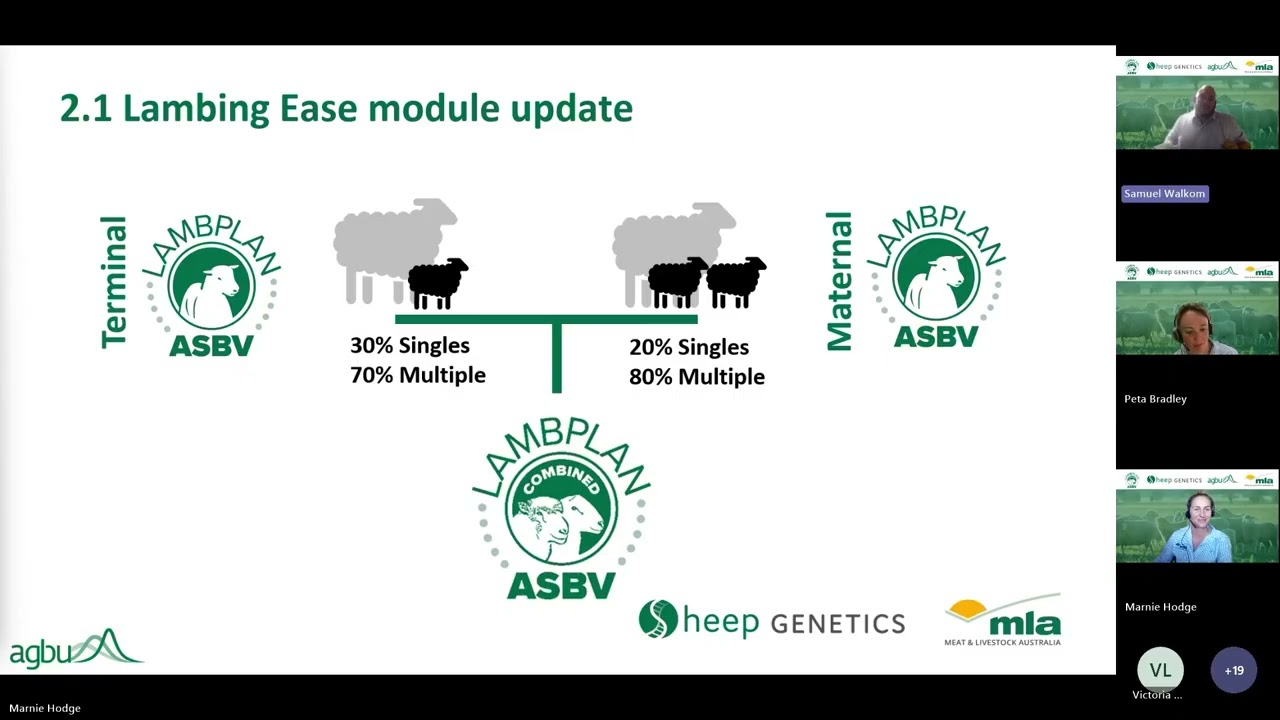 Combined LAMBPLAN - Lambing Ease