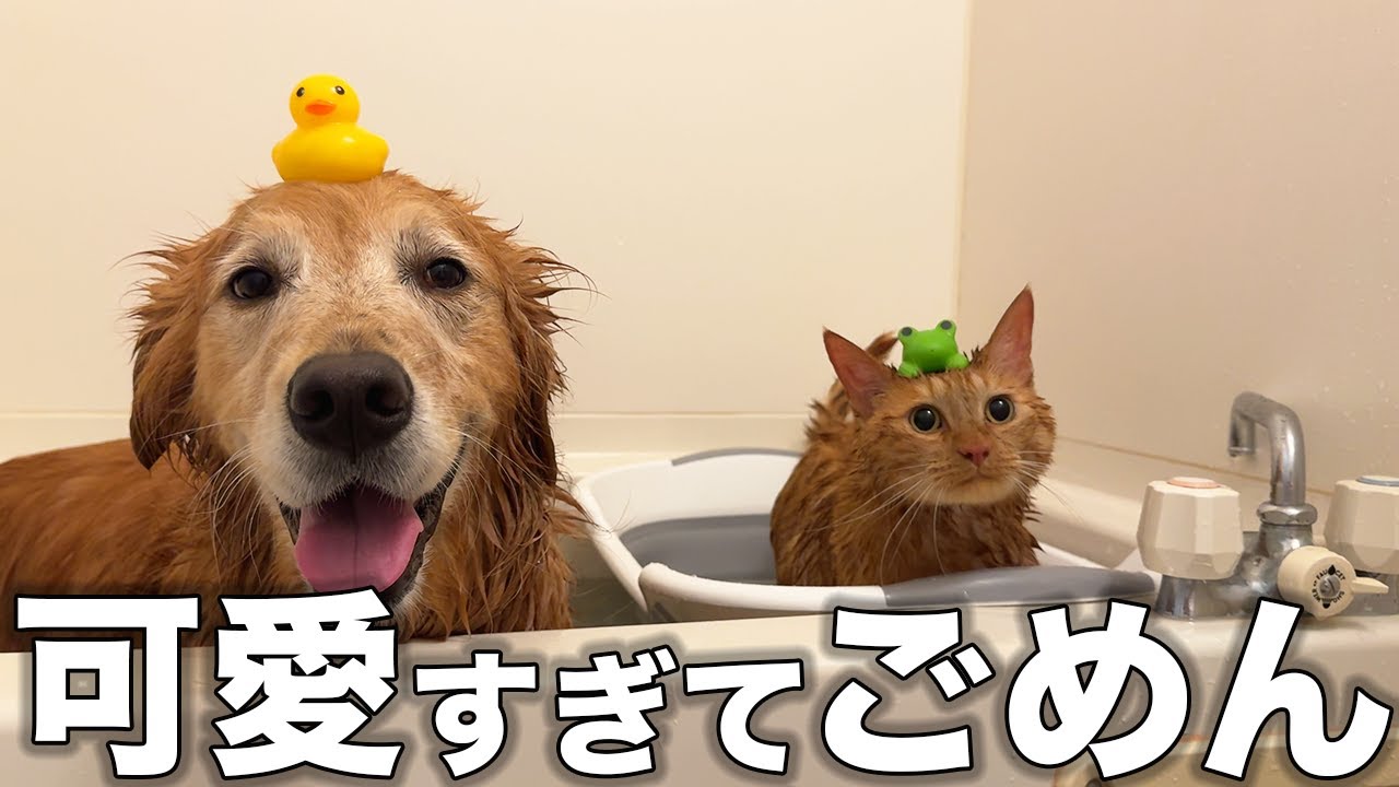 風呂キャンせずに猫キャンする愛猫と風呂好きすぎる愛犬が可愛いすぎるw